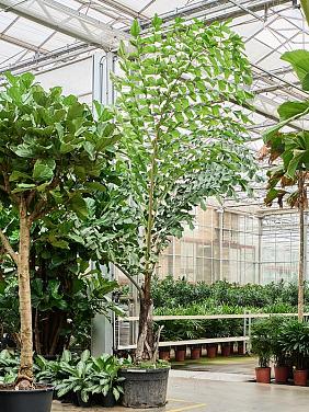 Кариота жгучая Кариота жгучая