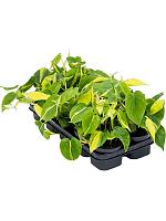 Филодендрон Сканденс Бразил H20 D12 см