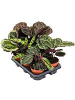 Калатея микс H35 D12 см Калатея микс H35 D12 см