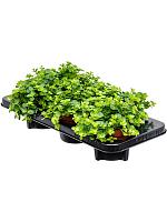 Пеперомия Ротундифолия Круглолистная H20 D12 см Пеперомия Ротундифолия Круглолистная H20 D12 см