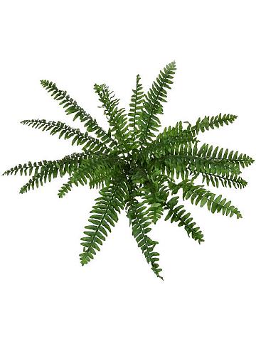 Папоротник Нефролепис Бостон куст искусственный Папоротник Нефролепис Бостон куст искусственный