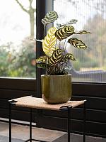 Кашпо Nine pot olive green D7 H7 см