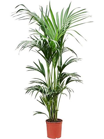 Ховея Форстера