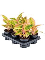 Аглаонема Салмон Фэнтези H25 D12 см