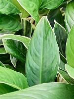 Аглаонема Вайт Эйдж H60 D24 см