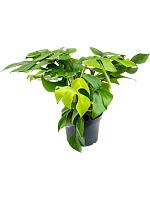 Монстера Минима H25 D12 см