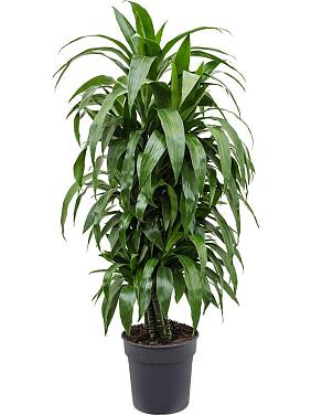 Драцена Фрагранс Джанет Крейг разветвленная