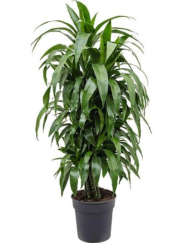 Драцена Фрагранс Джанет Крейг разветвленная