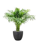 Хамедорея Элеганс изящная H100 D24 см