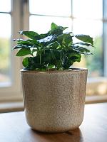 Кашпо Hedy pot sand D13 H13 см