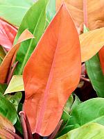Филодендрон Принц Оранж H35 D12 см