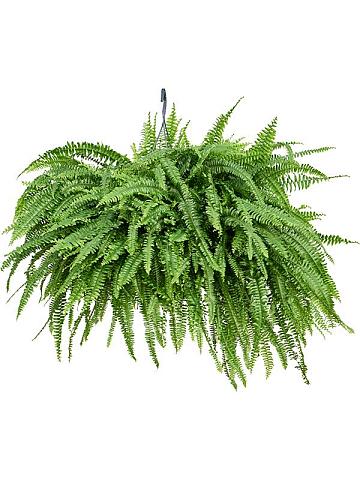 Нефролепис Грин Леди ампельный