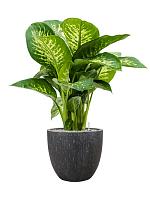 Диффенбахия Сегуина Реева H75 D24 см