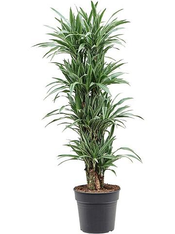 Драцена Деремская Варнески разветвленная Драцена Деремская Варнески разветвленная