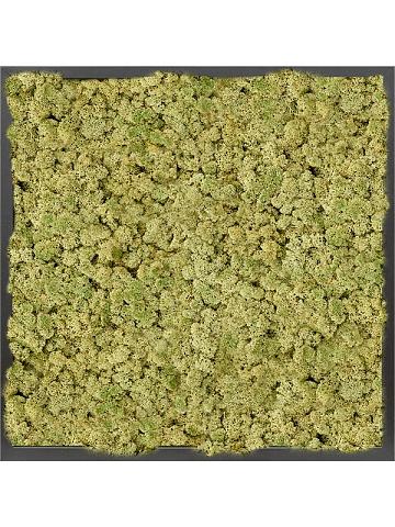 Картина из мха mdf ral 9005 satin gloss 100% reindeer moss (old green)