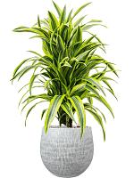 Драцена Фрагранс Лемон Лайм разветвленная H90 D24 см