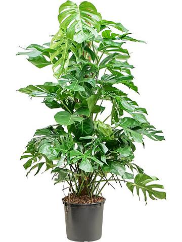 Монстера Делициоза (деликатесная) на опоре Монстера Делициоза (деликатесная) на опоре