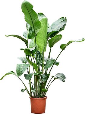 Стрелиция Николая Стрелиция Николая