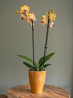 Ваза Sven pot tall mustard D14 H17 см