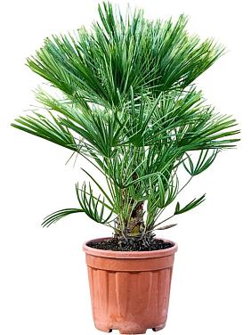 Хамеропс приземистый Хамеропс приземистый