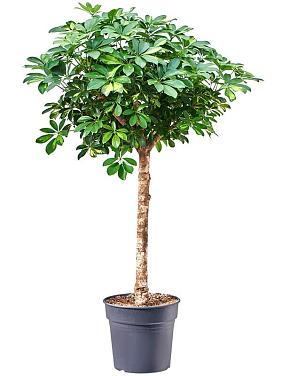 Шеффлера Голд Капелла