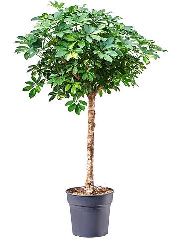 Шеффлера Голд Капелла Шеффлера Голд Капелла