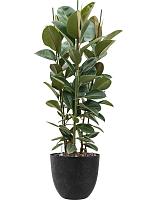 Фикус Эластика Робуста H140 D34 см