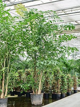 Кариота Митис мягкая Кариота Митис мягкая