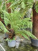 Диксония антарктическая H160 D45 см