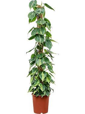 Филодендрон Сканденс Бразил на опоре Филодендрон Сканденс Бразил на опоре