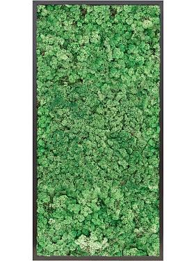 Картина из мха mdf ral 9005 satin gloss 100% reindeer moss (grass green) Картина из мха mdf ral 9005 satin gloss 100% reindeer moss (grass green)