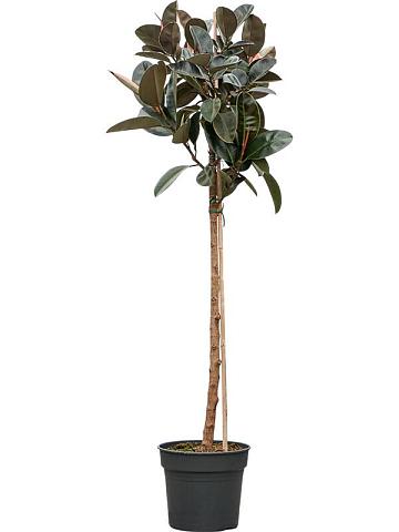 Фикус Эластика Абиджан Фикус Эластика Абиджан