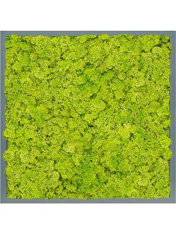 Картина из мха mdf ral 7016 satin gloss 100% reindeer moss (spring green) Картина из мха mdf ral 7016 satin gloss 100% reindeer moss (spring green)