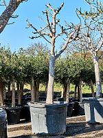 Фиговое дерево (Инжир) H250 D75 см