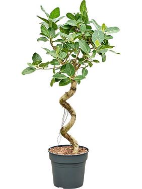 Фикус Бенгальский Одри спираль