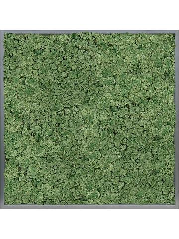 Картина из мха mdf ral 7016 satin gloss 100% reindeer moss (moss green)