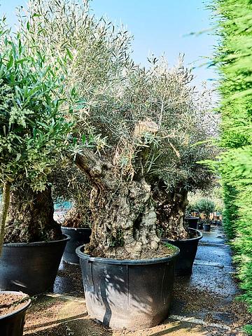 Оливковое дерево (Олива европейская)