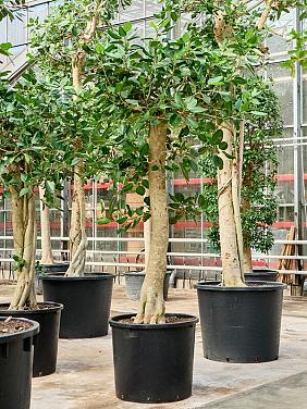 Фикус Бенгальский Одри