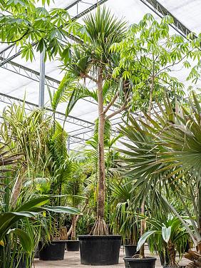 Панданус винтовой (Винтовая пальма) Панданус винтовой (Винтовая пальма)