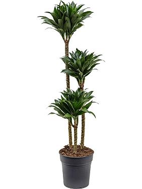 Драцена Фрагранс Компакта 3 ствола