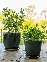 Кашпо с поддоном Rico pot with saucer shadow grey D14 H14 см Кашпо с поддоном Rico pot with saucer shadow grey D14 H14 см