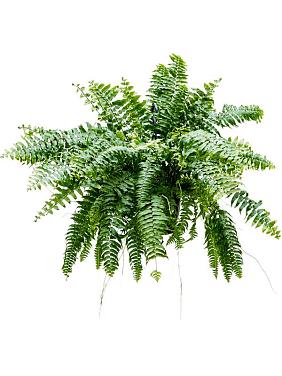 Нефролепис Мачо ампельный Нефролепис Мачо ампельный