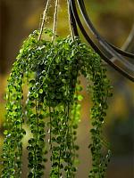 Фикус Пумила ампельный искусственный W15 H60 см Фикус Пумила ампельный искусственный W15 H60 см