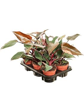 Филодендрон Пинк Принцесс Филодендрон Пинк Принцесс