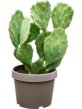 Опунция обыкновенная