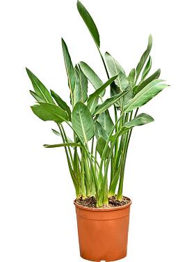 Стрелиция Королевская Регина Стрелиция Королевская Регина