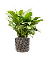 Кашпо Baq luxe lite universe moon cylinder bronze D40 H38 см