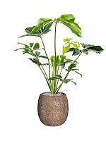 Филодендрон Грин Вандер H80 D24 см Филодендрон Грин Вандер H80 D24 см