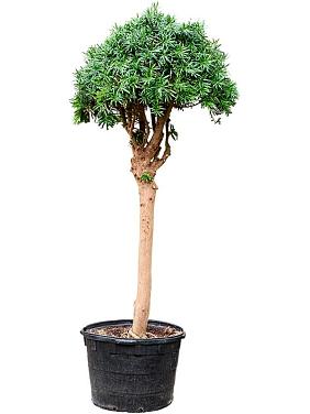 Подокарпус крупнолистный Подокарпус крупнолистный