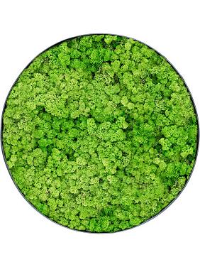 Картина из мха nova frame anthracite-concrete 100% reindeer (light grass green) Картина из мха nova frame anthracite-concrete 100% reindeer (light grass green)